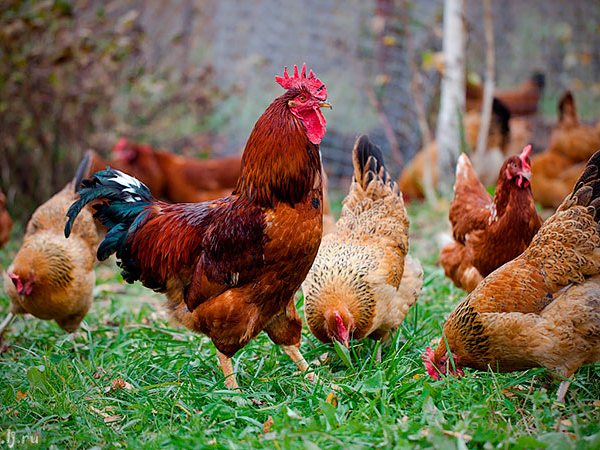 Породы куриц | ЗооТом - продажа, вязка и услуги для животных в Десногорске