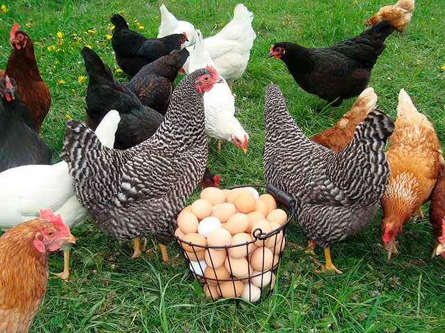 Содержание кур и уход за ними | ЗооТом - продажа, вязка и услуги для животных в Десногорске