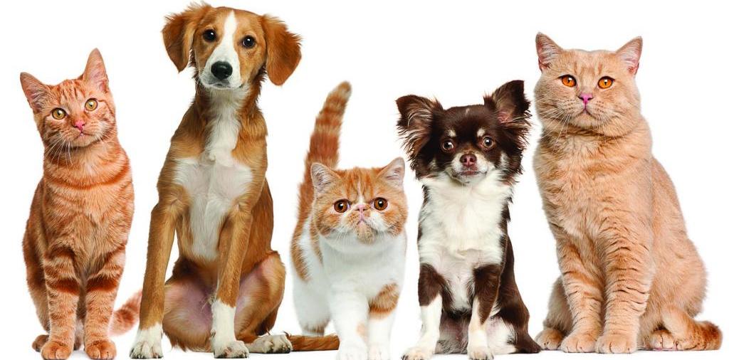 Доска объявлений о животных | ЗооТом - продажа, вязка и услуги для животных в Десногорске