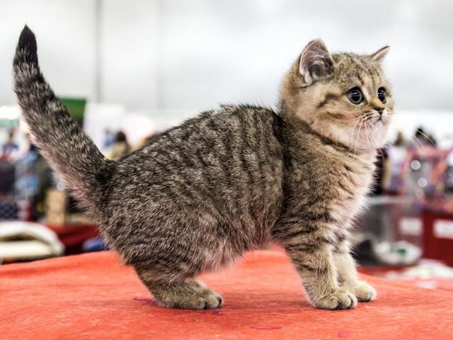 Породы кошек в Десногорске | ЗооТом портал о животных