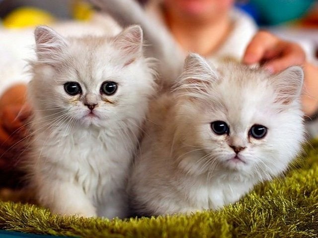 Породы кошек в Десногорске | ЗооТом портал о животных