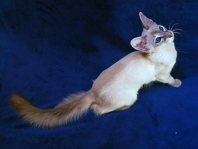 Выведенные породы кошек в Десногорске | ЗооТом портал о животных