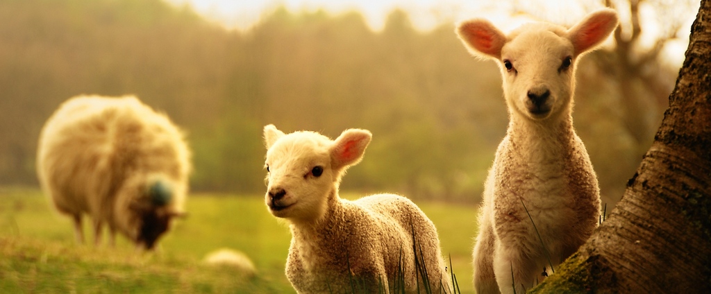 Объявления о сельскохозяйственных животных | ЗооТом - продажа, вязка и услуги для животных в Десногорске