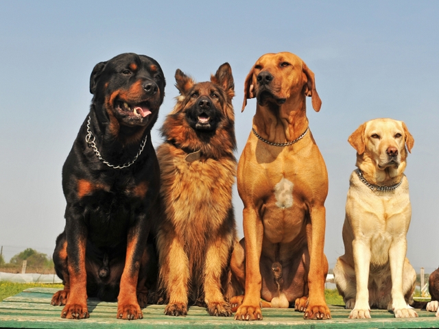 Крупные породы собак в Десногорске | ЗооТом портал о животных