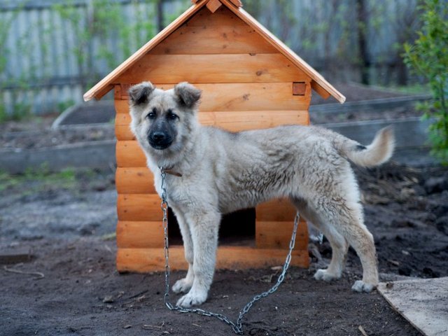 Все о собаках в Десногорске