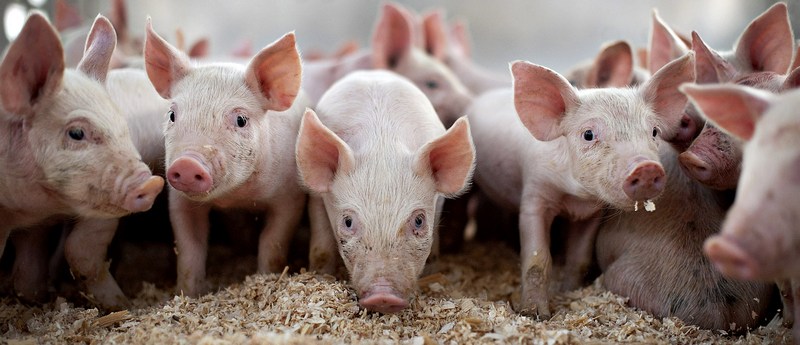 Все о свиньях в Десногорске | ЗооТом портал о животных