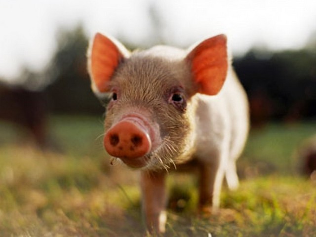 Все о свиньях в Десногорске | ЗооТом портал о животных